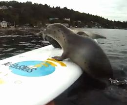 ��ꤿ���Τ˾��ʤ��������եܡ��ɤ��Ф����ȴ�ĥ�륢���饷�λҶ����������򤹤��Ʋİ�������