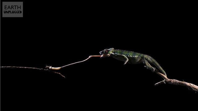 カメレオンが舌を伸ばして獲物を捕らえる瞬間の超スローモーション映像