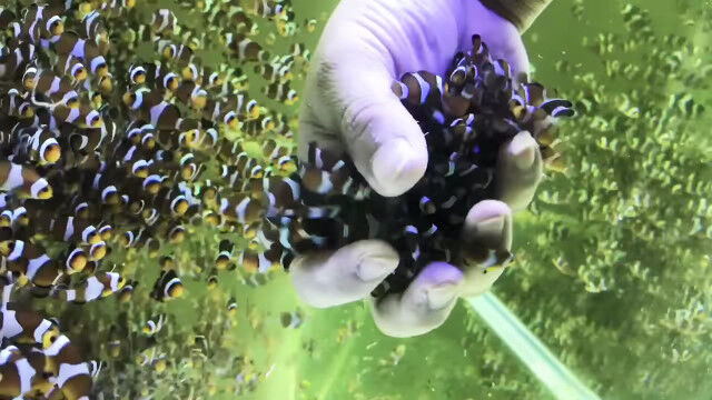 【閲覧注意】イソギンチャクに隠れるカクレクマノミの群れに手を突っ込んでみた映像がスゴい