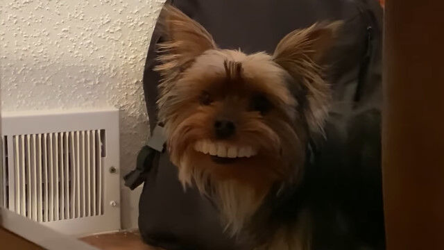 �����礬�ˤĤ֤�����ä���ʪ�λ������夷�����⤤�����ˤʤäƤ��ޤä���