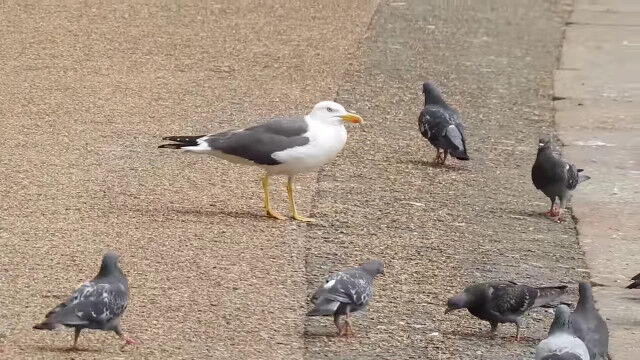 �ڱ������աۥ����������ʾ�����ߡ��ϥȤ������ꡢ�Ῡ�����ͻҤ����Ƥ����