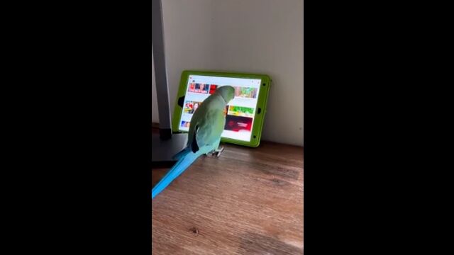 ֥åȤ򤷤륪ࡣYouTubeǥưǺΤ