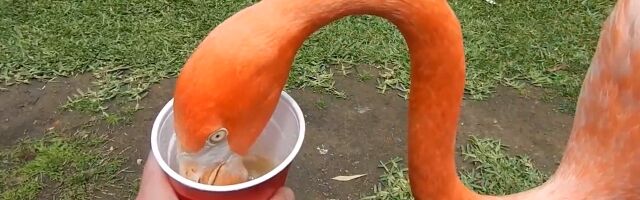 �ե�ߥ󥴤��äĤ��᤮������ǥ�����ưʪ��Ǥ�ľ�ܥ��������ͻ�