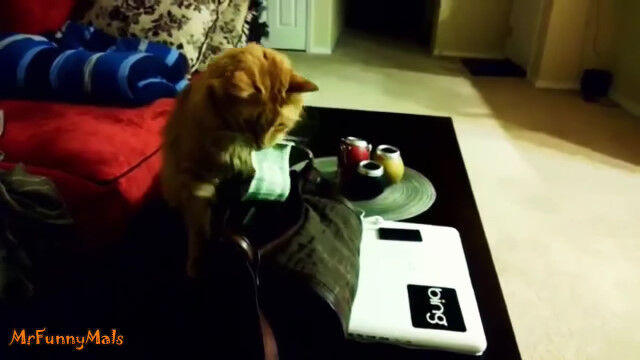 何に使うつもりかな?飼い主のお金をこっそり盗む猫たちの映像集