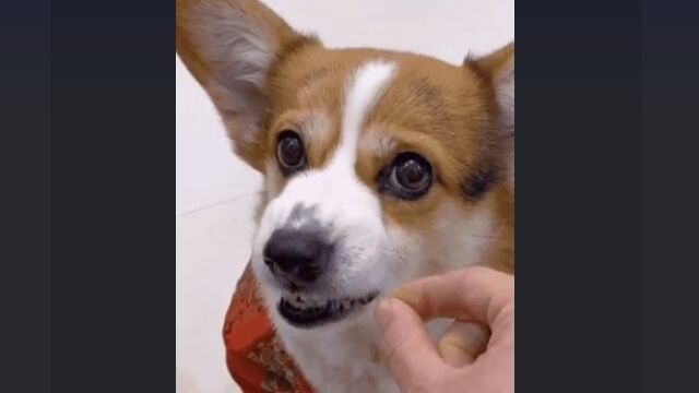 �����٤ϵ����������ܤ�̵�����פȤǤ���������ʥ�����������