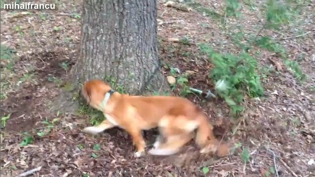 ֤ʤɤĤʤΡ׼ʬˤĤʤä꡼ɤɤ³븤α