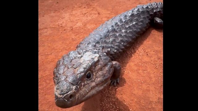 「コイツがツチノコの正体なんじゃね？」という説もうなづける、ずんぐり体型と素早い動きのマツカサトカゲ