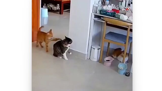猫の喧嘩、不可解すぎる