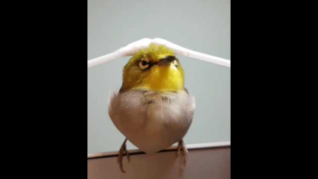 ����2�ܤι��ߤʥޥå������˥������ˤʤä��㤦��Ļ���İ���