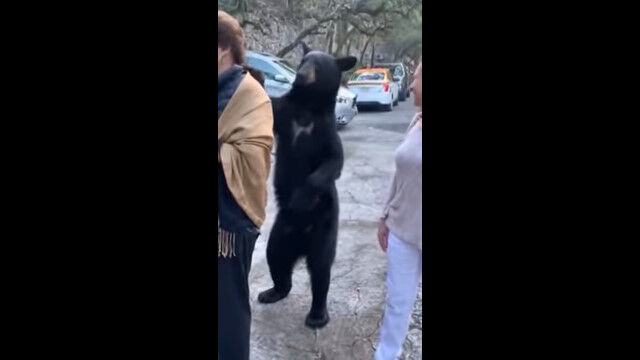 なんで怖くないの!?野生のクマが至近距離にいても、全く動じないメキシコの人たち
