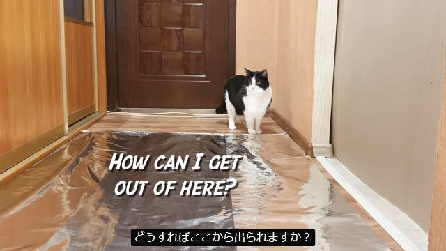 ǭ�ο�ϩ�˥���ߥۥ�����ߤ��ͤ᤿��ɤ��ʤ롩ȿ���򸫤Ƥߤ��¸�����