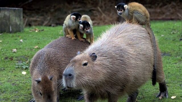 カピバラは乗り物!?リスザルたちとカピバラたちが不思議と仲良しな感じ