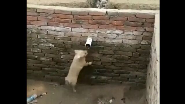 完全に常習犯。わずかな足場を最大限利用して、高い壁を登る犬