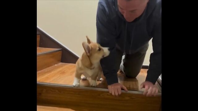 「階段はこうやって降りるんだぞ」と実演する飼い主。対する犬は……