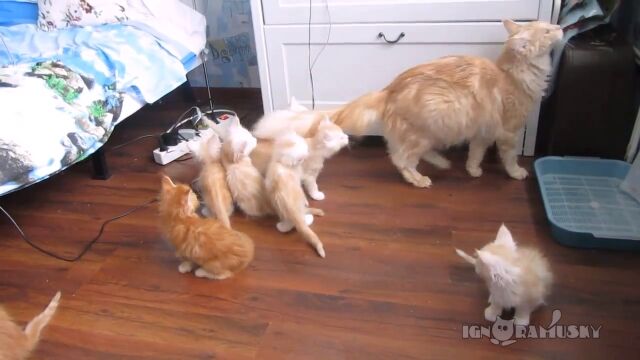 母ちゃん猫のたてた音にビックリ仰天、大慌てで逃げ惑う子猫たち