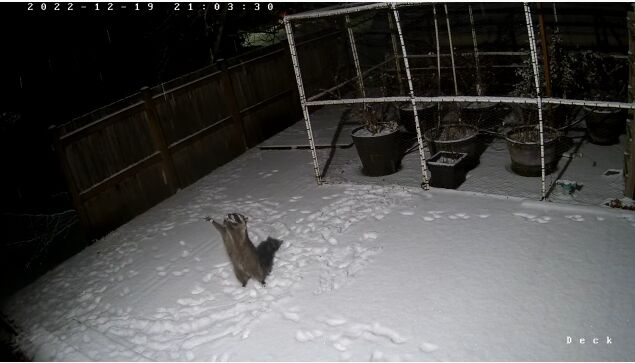 舞い降る雪をつかもうと、めいっぱい背伸びするアライグマが可愛い