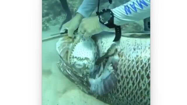ハリセンボンを丸ごと飲み込むという、致命的な過ちを犯した大魚