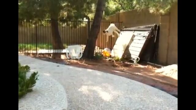 �������ɽ��ꥸ���ס�1.5�᡼�ȥ����٤κ��ʤ�ơ��䥮�ˤȤäƤ�̵����Ʊ��