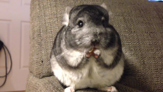 �������ɤ�⥷��⥷�㿩�٤������餬�����֤�İ��餷��