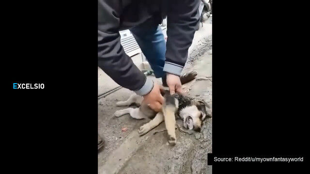 意識のない子犬に心肺蘇生法を行い、命を救ったトルコ人男性