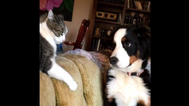 仲良くケンカする犬たち、猫たちの映像集