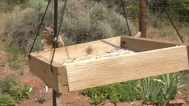 ��Ļ�α¤���߿�������ꥹ�ˤϡ֥糧���פ�����Ū