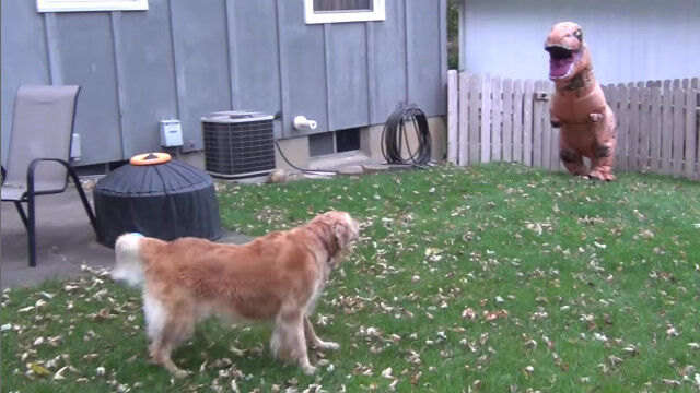 初めて恐竜を目にした犬。ティラノサウルスの着ぐるみで、愛犬に会ってみた