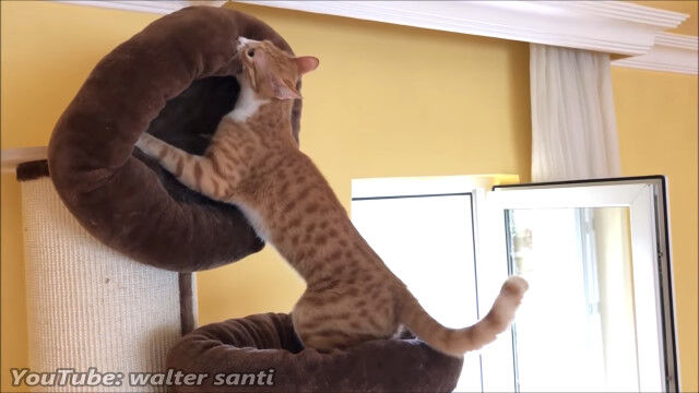 「これが最高の猫ベッドだ!」猫用のベッドを移動させて、自己流のベッドを用意する猫