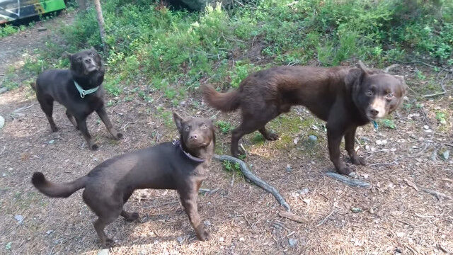 ʪȻפäƤޤۤɡưˤԤơפ븤3ɤ