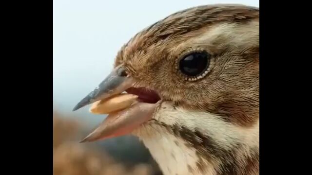 鳥さん、クチバシと舌の力加減が絶妙