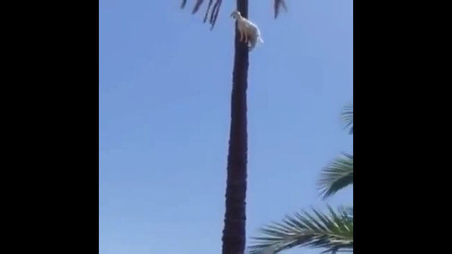 �ۤ�Τ鷺�����͵�������Х䥷���ڤ��ä��ФäƤ��ޤ����䥮����ڵǽ�Ϥ�������