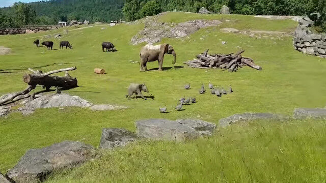 ����ǥϥȤ��ɤ�������Ҷ��Τ褦�ˡ�Ļ���ɤ������륾�����֤����