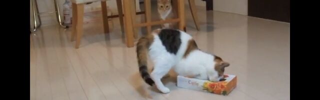 �ƥ��å����Ȣ��Ƭ�����åݥꡣ���ʤ��ʤä���ä�ǭ�Τ�����