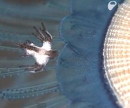 ߥǺǤߥΥߥߤΤ褦ʥ󥫥饲Ῡͻ