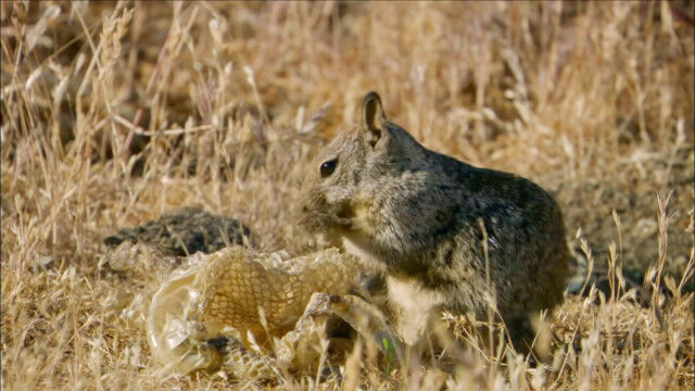 ヘビの抜け殻を咀嚼して体に擦り込む。「ヘビの匂い迷彩」で天敵のガラガラヘビから身を守るカリフォルニアジリス
