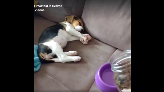 寝ていてもエサの音を聞いた瞬間、文字通り飛び起きる子犬