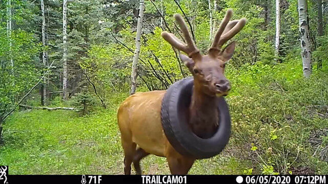 ��������ˤϤ᤿�ޤޤǹ�ư���륢��ꥫ�����������ƥ�����ɽ����ܷ⤵���