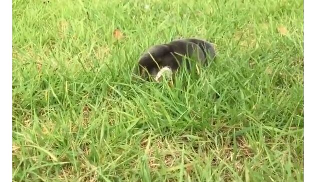 Ͼ⤯ΤϤȤƤɡԴѤʤĥä⤯⥰餬İ