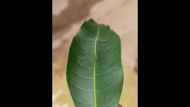 �դäѤ��Ϥ����ർ�֤���ǽ���⤹���롢���ƥϥ��祦�ΰ�������