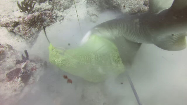 ԥեå󥰤ǽ᤿ʪäƥꥶ᤬衣ǳƮ뱩ܤˤʤäС