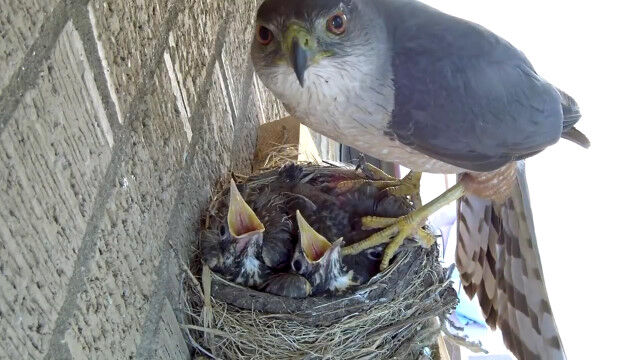 㤫ҥʤϢ륿ä1Ĥ줿ҥʤȽǤ®ŪΤä