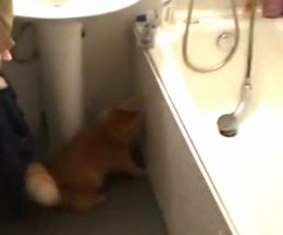�����⡢�Ĥ��٤��餺���Ĥȳ��������ǭ����