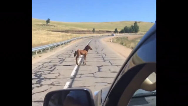 �����ɥ졼���Ķ����줺�����Ϥθ��عԤ��ʤ����Ϥε߽з�