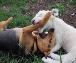 ���ɤ�ͷ�֥ۥ磻�ȥ饤����λҶ�����󥶤ȸ��Υϥˡ�