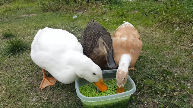 ���������˥���ɥ�Ʀ���餤�������������ǿ��٤�3���Υ��⤿��