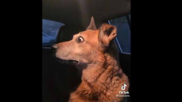 アニメみたいな表情をする犬。車外から聞こえる女性の大声に反応してキョロキョロ