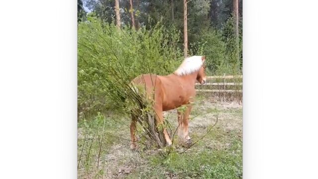 ���٤����⤵�����ڤϡ������ߤ��Τ˶�礬����