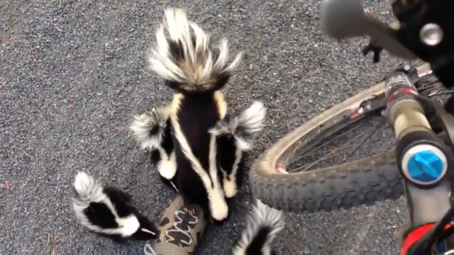 ʪ�������ʤ������󥯤οƻҤ��ޤȤ��Ĥ��Ƥ���������ä��ݤ����ɲİ����Ƥ��ޤ�ʤ��ִ�