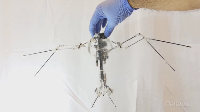 �������ꥳ�������������ѡ���ʪ�Τ褦�˱��Ф����ƶ������֥�����귿���ܥåȡ�Bat Bot