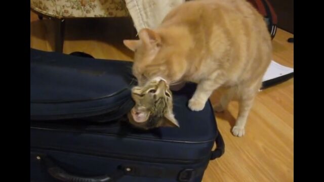 �Хå������ä�ͷ�ֻ�ǭ�ȡ���ǭ�����ˤʤ�ǭ